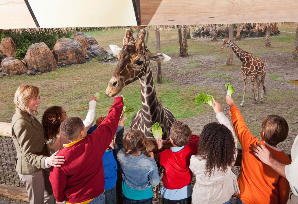 Children feeding giraffes at a zoo under staff supervision, illustrating visitor engagement supported by shift planning and task-based scheduling in attraction management.